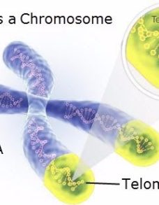 telomere-graphic